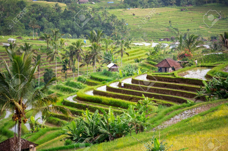Khám phá vẻ đẹp ruộng bậc thang Tegalalang ở Bali