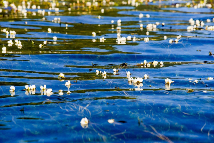 Hoa Ottelia tinh khiết trên mặt hồ Lugu ở Vân Nam. Trung Quốc