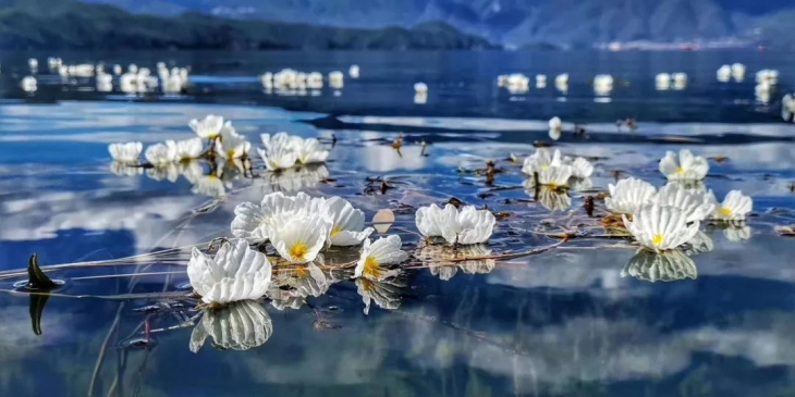 khám phá, hoa ottelia tinh khiết trên mặt hồ lugu ở vân nam. trung quốc