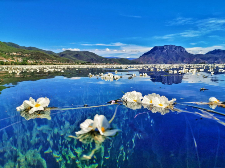 khám phá, hoa ottelia tinh khiết trên mặt hồ lugu ở vân nam. trung quốc