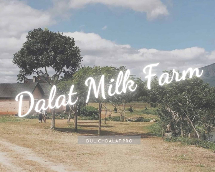 Dalat Milk Farm – Khám phá điểm “sống ảo” đầy thú vị tại Đà Lạt