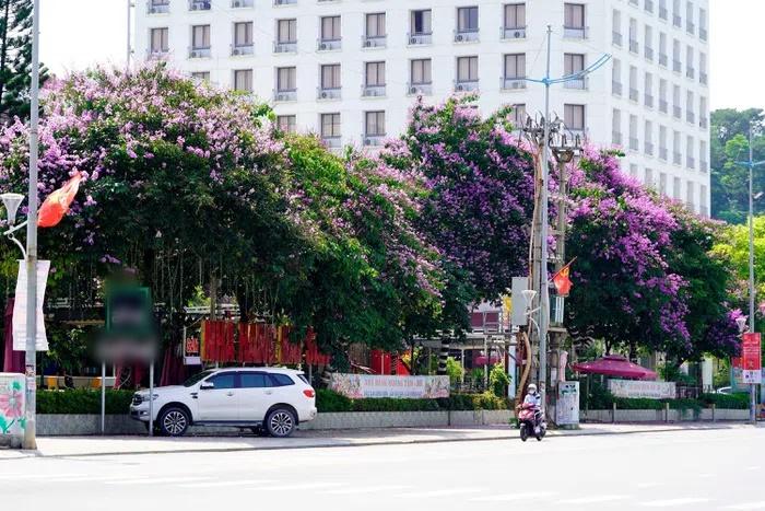Hoa bằng lăng ‘nhuộm tím’ phố phường Hạ Long