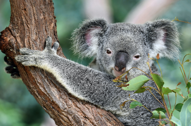 An All-inclusive Guide to Travel to Australia with Kids