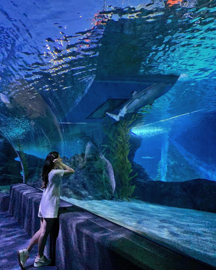 SEA LIFE Bangkok: Top Tips and Complete Guide to Visit Bangkok’s Largest Aquarium