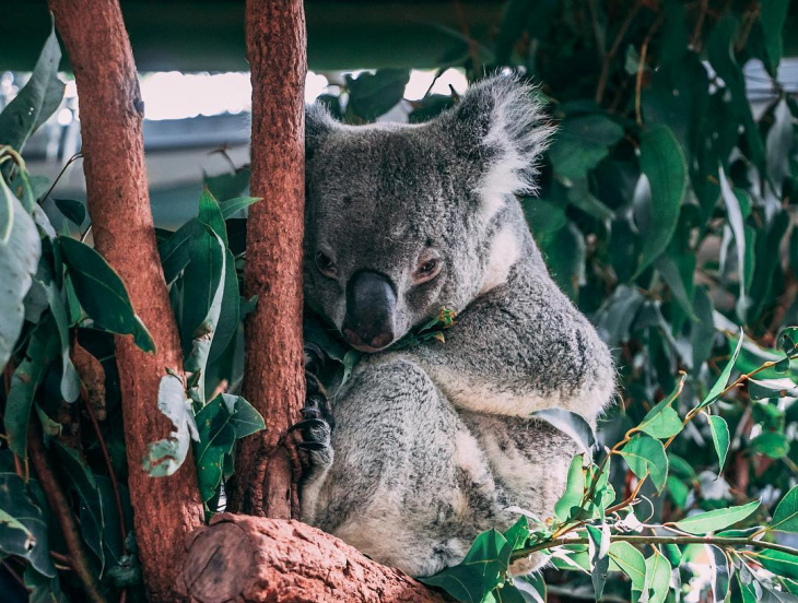 en, why you should travel to australia once in your lifetime