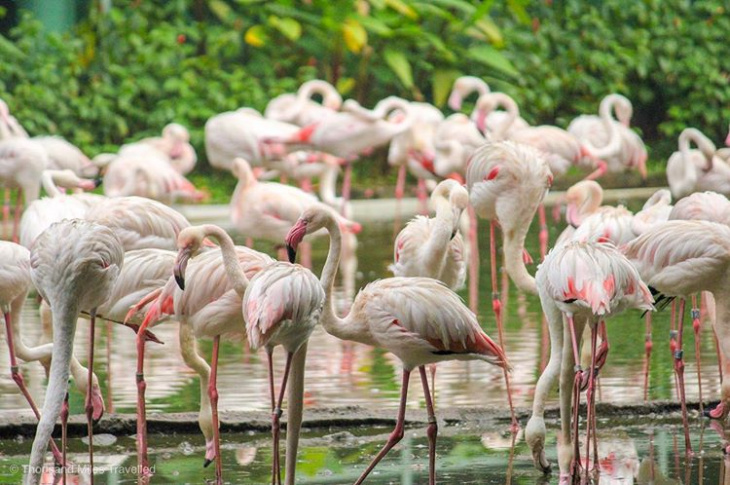 en, amazon, jurong bird park: a detailed guide to discover asia’s largest bird paradise in singapore