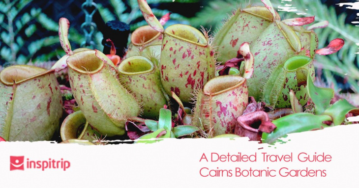en, cairns botanic gardens: a detailed guide