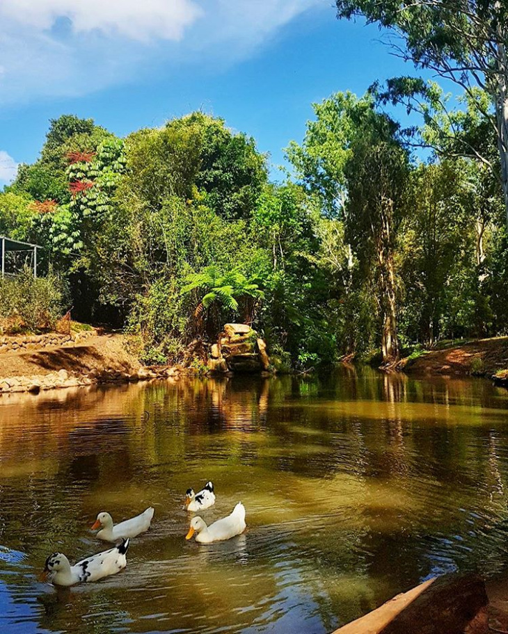 en, an amazing day trip to platypus park: what to see