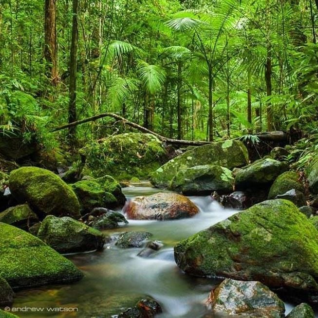 en, important things you should know about the daintree rainforest trekking tours