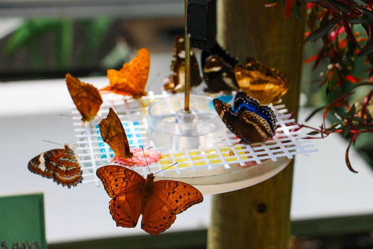 en, a detailed guide to australian butterfly sanctuary: what you have to see