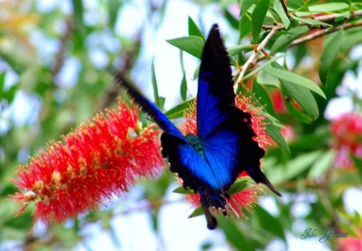 en, a detailed guide to australian butterfly sanctuary: what you have to see