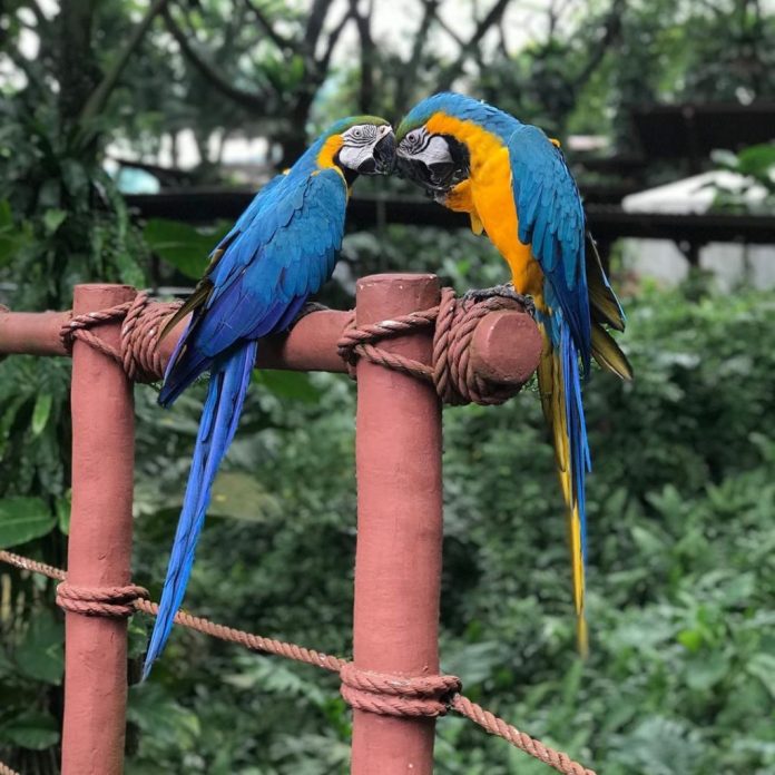 Vườn chim Jurong: Quần Thể Chim Lớn Nhất Singapore