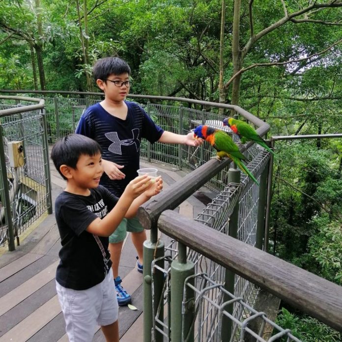bí kíp du lịch singapore, du lịch singapore, inspitrip singapore, singapore, singapore inspitrip, thổ địa singapore, vườn chim jurong: quần thể chim lớn nhất singapore