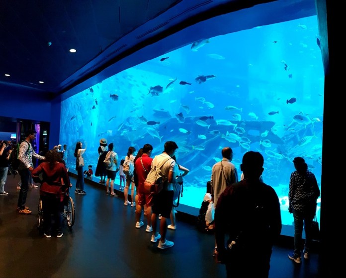 Thủy Cung SEA Singapore: Khám phá công viên thủy cung nhân tạo lớn nhất thế giới