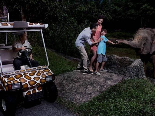 bí kíp du lịch singapore, du lịch singapore, inspitrip singapore, thổ địa singapore, night safari singapore: hướng dẫn tham quan vườn thú đêm đầu tiên trên thế giới