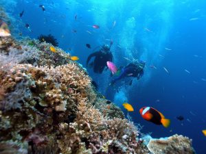 phú quốc, lặn ngắm san hô, khám phá, kinh nghiệm lặn ngắm san hô ở phú quốc lần đầu cho du khách