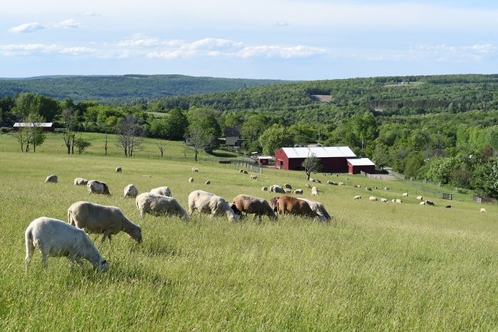 nông trại farm sanctuary, khám phá, nông trại hạnh phúc farm sanctuary bậc nhất nước mỹ