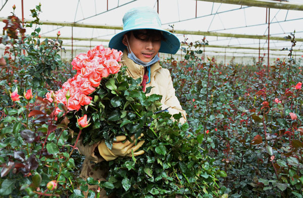 vườn hoa hồng đà lạt, khám phá, vườn hoa hồng đà lạt: khám phá xứ sở ngàn hoa
