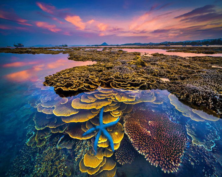 hòn yến phú yên, khám phá, vẻ đẹp san hô trên cạn tại hòn yến – phú yên