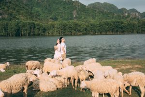 Đồng cừu Gia Hưng Ninh Bình – địa điểm chụp hình hút hồn giới trẻ