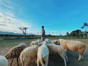 đồng cừu gia hưng ninh bình, khám phá, đồng cừu gia hưng ninh bình – địa điểm chụp hình hút hồn giới trẻ