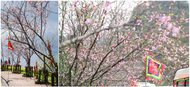 hoa đào sa pa, khám phá, cùng ngắm hoa đào sa pa dịp xuân 2020