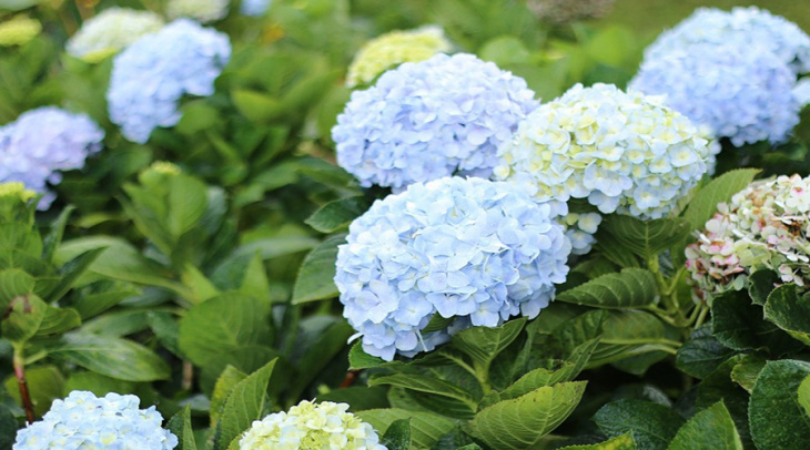 khám phá, top 3 vườn hoa cẩm tú cầu đà lạt đẹp nhất không nên bỏ lỡ