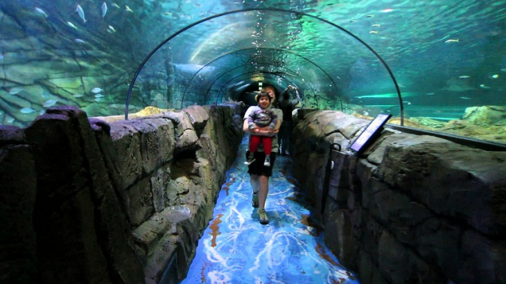 úc, du lịch úc, du lịch nước ngoài, du lịch châu úc, cẩm nang du lịch, khám phá, thủy cung sea life sydney – sea life sydney aquarium