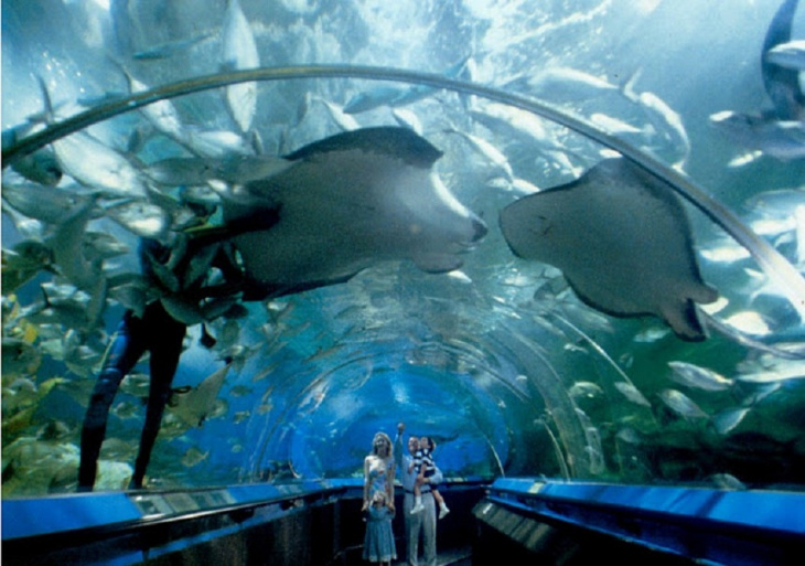 úc, du lịch úc, du lịch nước ngoài, du lịch châu úc, cẩm nang du lịch, khám phá, thủy cung sea life sydney – sea life sydney aquarium