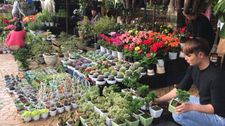 khám phá, chợ hoa đà lạt: vụ hoa tết lớn nhất hàng năm