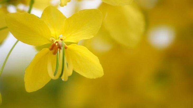 Quốc hoa Thái Lan: Loài hoa tượng trưng sự phồn vinh sung túc của Xứ Chùa Vàng