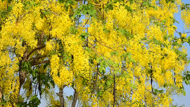 khám phá, quốc hoa thái lan: loài hoa tượng trưng sự phồn vinh sung túc của xứ chùa vàng