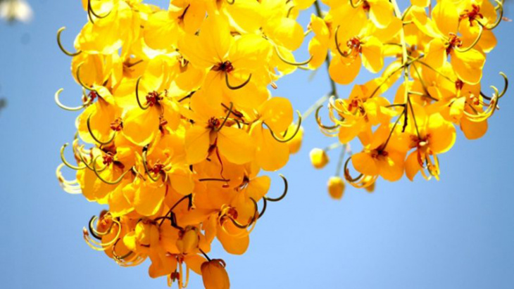khám phá, quốc hoa thái lan: loài hoa tượng trưng sự phồn vinh sung túc của xứ chùa vàng
