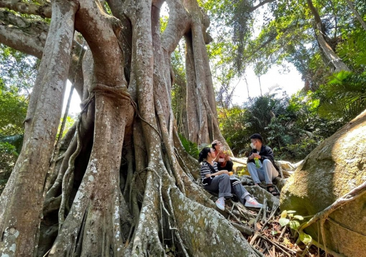 khám phá, chiêm ngưỡng cây đa cổ hơn 800 năm tuổi trên bán đảo sơn trà