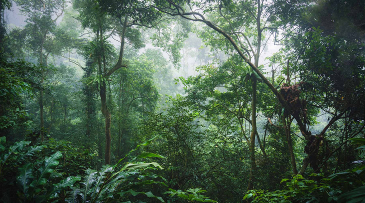 Khám phá rừng Cúc Phương, hạt ngọc xanh của ngành du lịch Ninh Bình