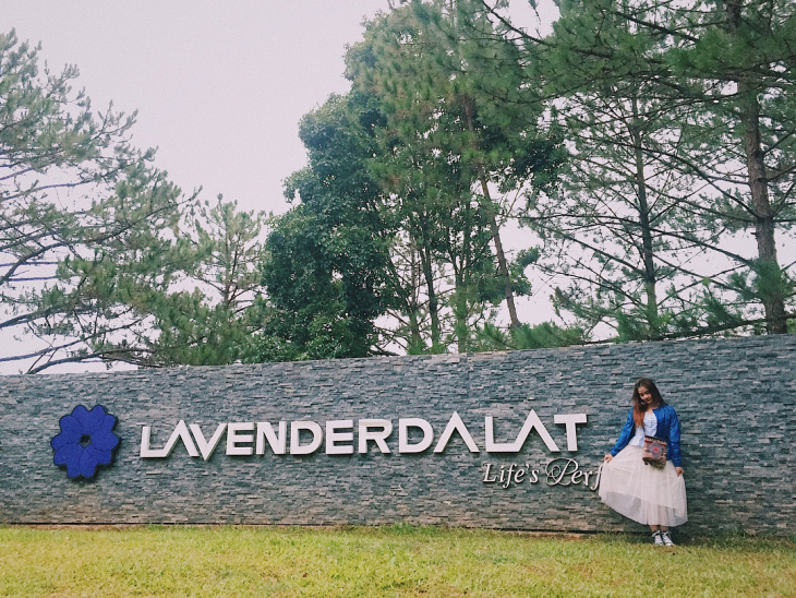 khu du lịch Lavender – Tấm thảm sắc màu tại