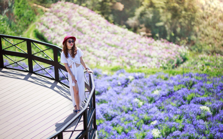khám phá, khu du lịch lavender – tấm thảm sắc màu tại