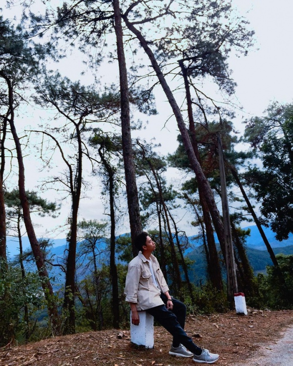 Sơn La có một rừng thông Noong Cốp xinh đẹp, trữ tình thế này!