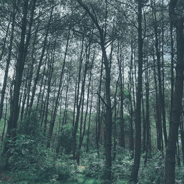 rừng thông noong cốp, khám phá, trải nghiệm, sơn la có một rừng thông noong cốp xinh đẹp, trữ tình thế này!