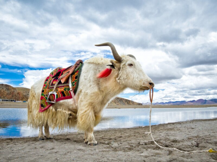 hồ nước thiêng namtso tại tây tạng, khám phá, vẻ đẹp của hồ nước mặn namtso tại tây tạng
