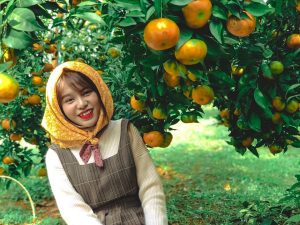 Check-in vườn cây “trái vàng” cam canh Mộc Châu