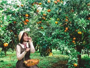 khám phá, check-in vườn cây “trái vàng” cam canh mộc châu