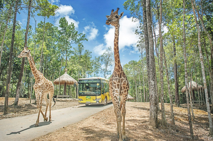 vườn thú safari phú quốc, vinpearl phú quốc, du lịch phú quốc, khám phá, khám phá vườn thú safari phú quốc có gì?