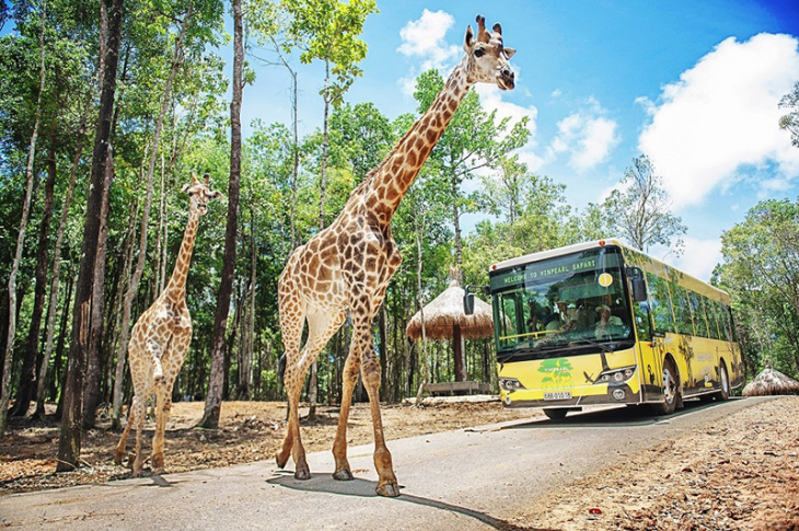 vườn thú safari phú quốc, vinpearl phú quốc, du lịch phú quốc, khám phá, khám phá vườn thú safari phú quốc có gì?