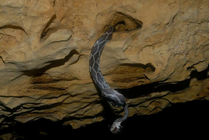 Khám phá hang động chứa hàng ngàn con rắn treo lủng lẳng trên trần