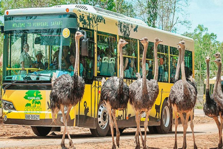 Vườn thú Safari Phú Quốc: Trải nghiệm mới lạ