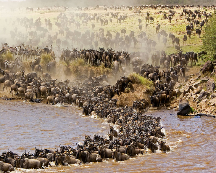 du lịch masai mara kenya mùa nào đẹp nhất, khám phá, nên đi du lịch masai mara kenya mùa nào đẹp nhất?