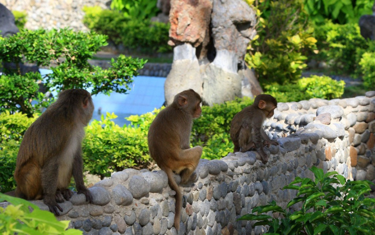 kinh nghiệm du lịch đảo khỉ, hòn lao nha trang, đảo khỉ nha trang, du lịch đảo khỉ nha trang, cẩm nang du lịch nha trang, cẩm nang du lịch, khám phá, hòn lao nha trang – đảo khỉ