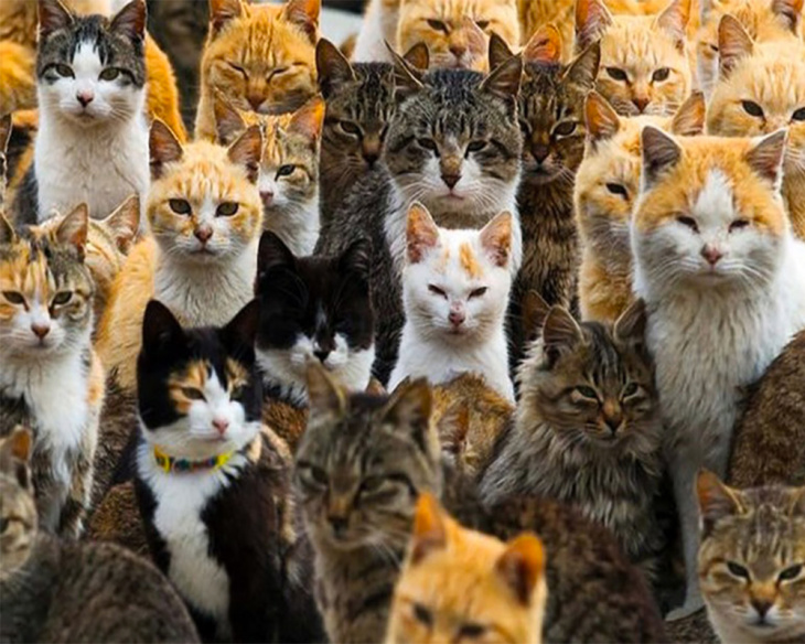 Đảo Mèo Nhật Bản – Địa Điểm Dành Cho Những Tín Đồ Yêu Mèo