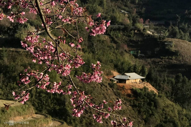 Sắc hoa đào rừng Mù Căng Chải nở rộ báo hiệu mùa xuân năm mới đã về